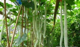 印度女人吃蛇瓜视频,传统美食背后的勇气与风味