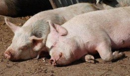 猪可以吃生角瓜吗视频讲解,视频解析揭示真相