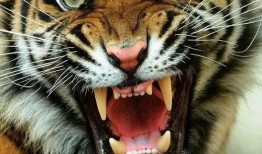 猛虎最新吃瓜视频,揭秘娱乐圈幕后真相