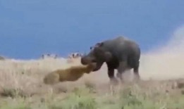 百兽直播间吃瓜视频下载,吃瓜视频背后的精彩瞬间