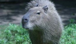 测试水豚吃瓜视频