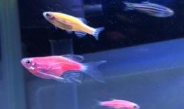 遇见神鹿吃瓜视频在线观看,揭秘网络热传吃瓜视频背后的故事