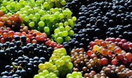 宝宝吃葡萄瓜视频,甜蜜滋味满满