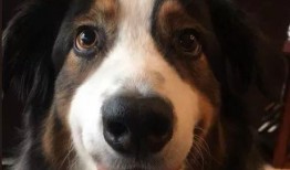 狗狗吃瓜可爱视频,狗狗吃瓜萌态百出