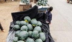 惠阳淡水吃瓜事件视频曝光,视频曝光引发社会关注