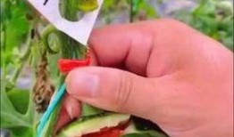 带货吃瓜全过程视频完整版,带货吃瓜大事件，带你领略网红带货魅力