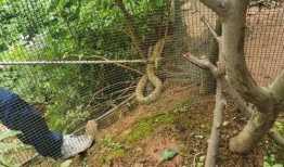 大蛇爬树头吃瓜视频下载