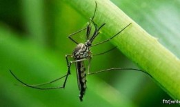 瓜哥吃蚊子视频,趣味视频引网友热议