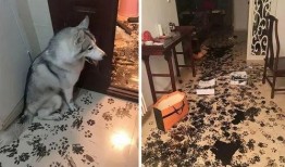 主人带狗吃瓜视频大全,狗狗带你看尽人间百态