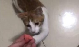 小猫咪吃瓜搞笑视频大全,萌态百出笑翻天！