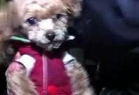 狗狗吃瓜可爱视频,狗狗吃瓜萌态百出