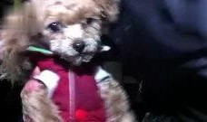 狗狗吃瓜可爱视频,狗狗吃瓜萌态百出