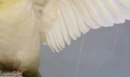 狮头鹅吃哈密瓜的视频大全,哈密瓜视频大全趣味盘点