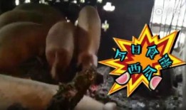 喂猪吃瓜视频在线观看,喂猪吃瓜视频在线观看，欢乐时光尽收眼底