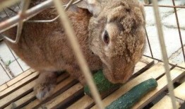 那年那兔吃瓜视频