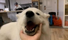 萨摩耶可以吃蜜瓜嘛视频,美味还是禁忌？