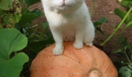 猫狗吃瓜视频,欢乐无限，宠物界的“娱乐圈”瞬间走红！