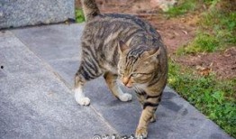 三猫吃瓜群众视频在线观看,揭秘网络热门视频背后的趣味与真相