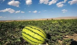 盐城阜宁吃瓜事件视频,一场网络热议的真相探寻