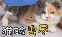吃瓜猫视频完整版,揭秘幕后真相，带你领略网络红人的魅力与争议