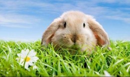 小兔吃瓜科普知识视频,揭秘瓜果营养与健康的科普之旅