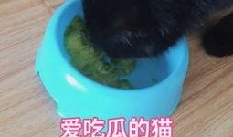 猫狗吃瓜视频,欢乐无限，宠物界的“娱乐圈”瞬间走红！
