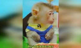 怎么画吃瓜鸭子视频,如何创作趣味盎然的“吃瓜鸭子”动画教程