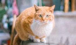 两只橘猫吃瓜视频,萌态百出，瓜香四溢