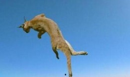 吃瓜动物视频大全下载免费,免费下载视频大全