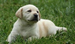 狗吃瓜拉布拉多会死吗视频,揭秘潜在致命风险