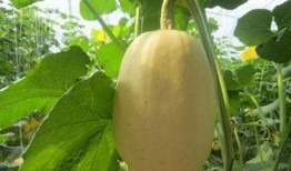 吃金丝搅瓜视频,视频教你轻松制作美味佳肴