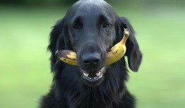 茭瓜能给狗吃吗视频教程,狗狗健康饮食新选择