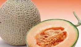 大鹅吃哈密瓜视频播放下载,视频播放与下载热潮