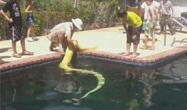 吃瓜群众游泳教练视频,吃瓜群众围观学游泳