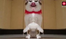 猫可以吃雪梨瓜吗视频,揭秘猫能否享用雪梨瓜