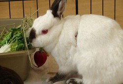 兔子吃毛瓜吗会死吗视频,生死攸关的真相