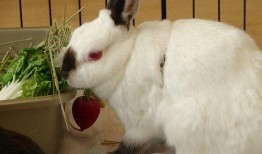 兔子吃毛瓜吗会死吗视频,生死攸关的真相