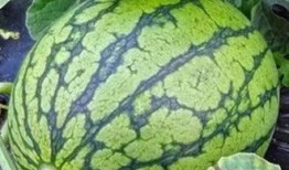 西北吃瓜事件视频大全,视频大全揭秘背后的真相与争议