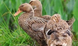 柯尔鸭吃瓜泥会死吗视频,柯尔鸭误食瓜泥致命风险揭秘