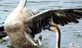 怪鹅吃瓜视频大全,趣味视频全集盘点