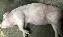 给猪吃瓜会生病吗视频