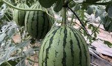 各大网红吃瓜合集视频下载,揭秘娱乐圈幕后真相