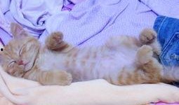 吃瓜奇葩猫咪视频,猫咪吃瓜大作战，萌态百出引网友爆笑