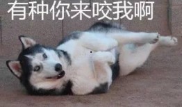 二哈哈士奇吃瓜视频大全