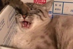 大猫吃瓜图片大全搞笑视频,萌宠界的“瓜王”争霸赛