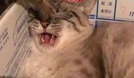 大猫吃瓜图片大全搞笑视频,萌宠界的“瓜王”争霸赛