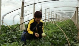 莱西吃瓜视频,揭秘网络红人幕后生活