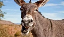 给驴哥吃哈密瓜视频播放,欢乐瞬间引网友热议