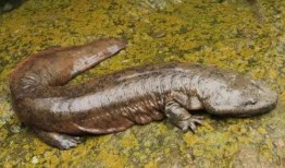 刘大瓜吃娃娃鱼视频,引发网友热议