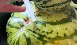 吃瓜赠瓜搞笑视频